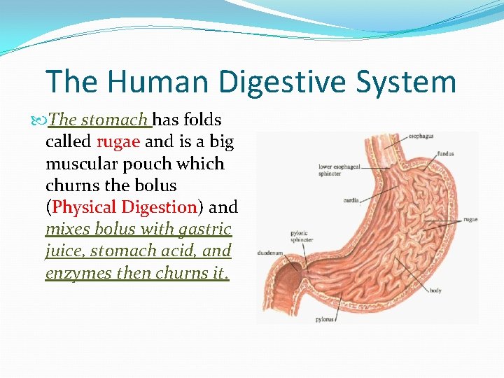 The Human Digestive System The stomach has folds called rugae and is a big