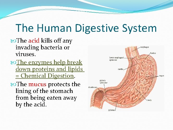 The Human Digestive System The acid kills off any invading bacteria or viruses. The