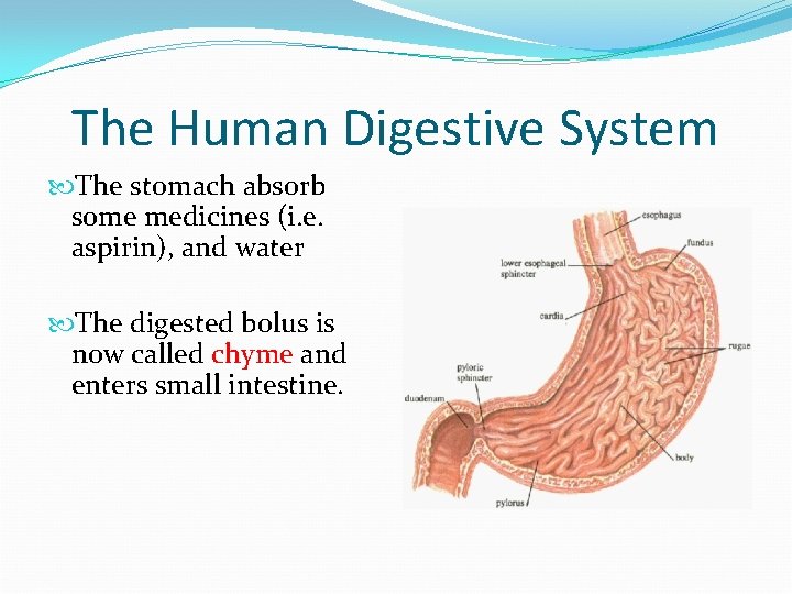 The Human Digestive System The stomach absorb some medicines (i. e. aspirin), and water