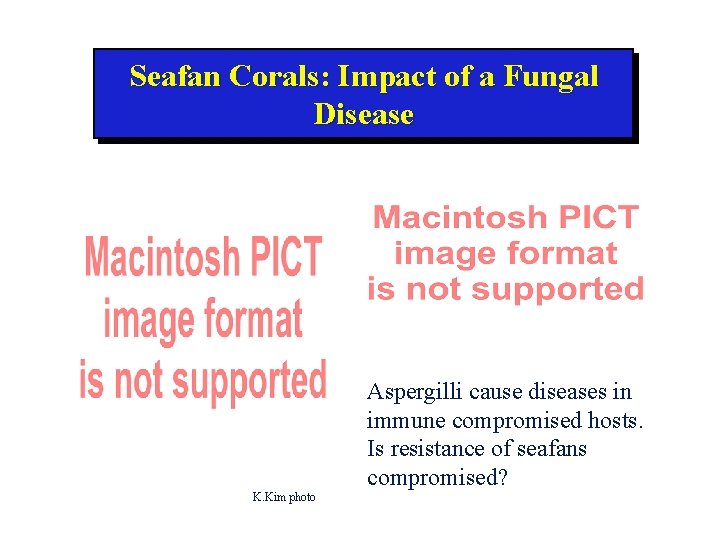 Seafan Corals: Impact of a Fungal Disease Aspergilli cause diseases in immune compromised hosts.