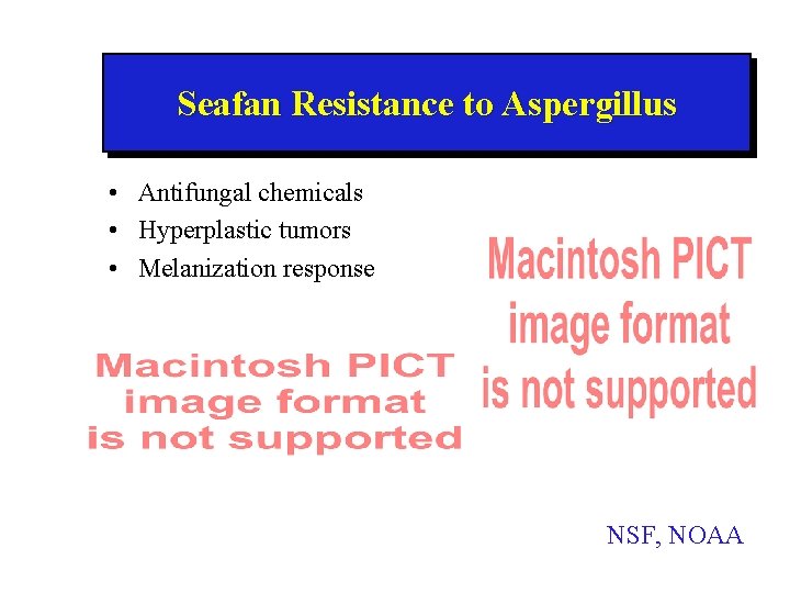 Seafan Resistance to Aspergillus • Antifungal chemicals • Hyperplastic tumors • Melanization response NSF,