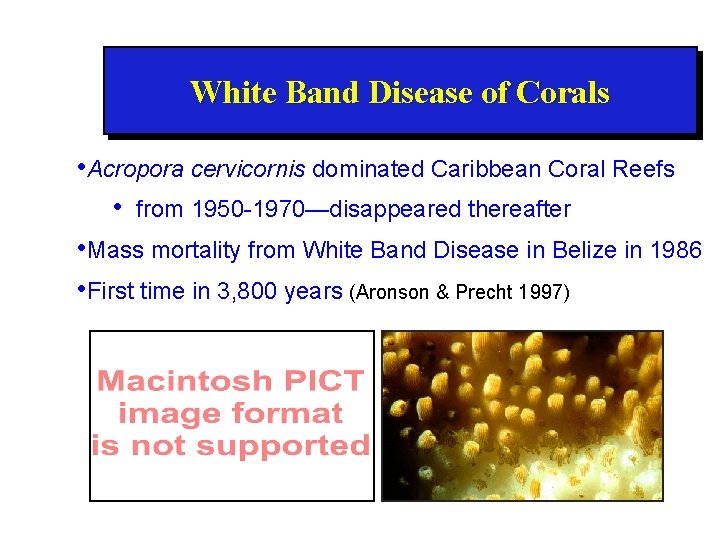 White Band Disease of Corals • Acropora cervicornis dominated Caribbean Coral Reefs • from