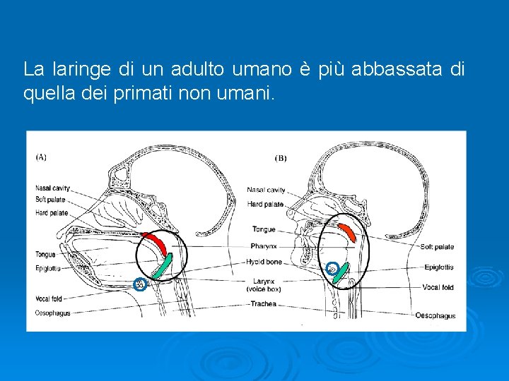 La laringe di un adulto umano è più abbassata di quella dei primati non