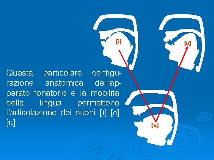 [i] Questa particolare configurazione anatomica dell’apparato fonatorio e la mobilità della lingua permettono l’articolazione