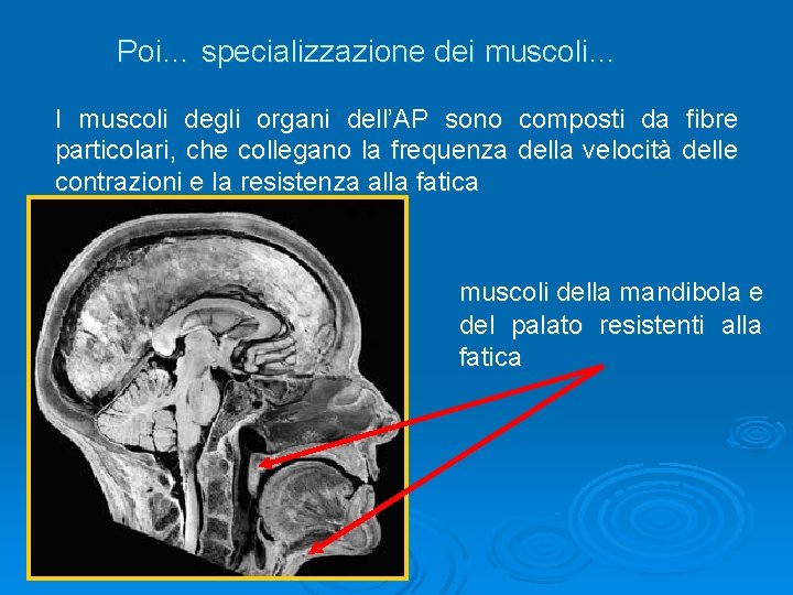 Poi… specializzazione dei muscoli… I muscoli degli organi dell’AP sono composti da fibre particolari,