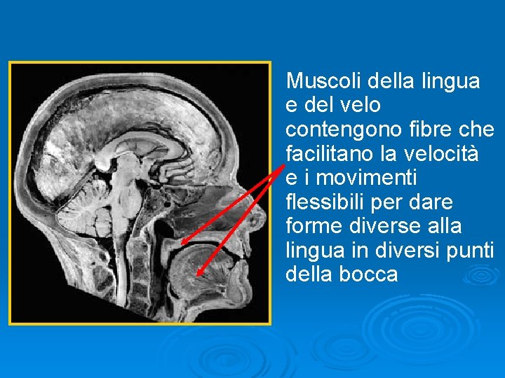 Muscoli della lingua e del velo contengono fibre che facilitano la velocità e i