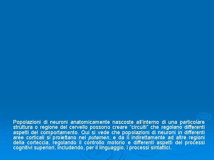 Popolazioni di neuroni anatomicamente nascoste all’interno di una particolare struttura o regione del cervello