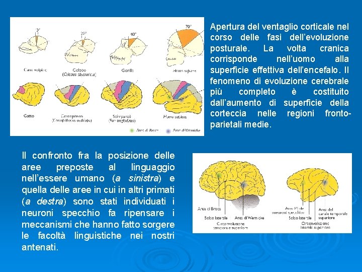 Apertura del ventaglio corticale nel corso delle fasi dell’evoluzione posturale. La volta cranica corrisponde