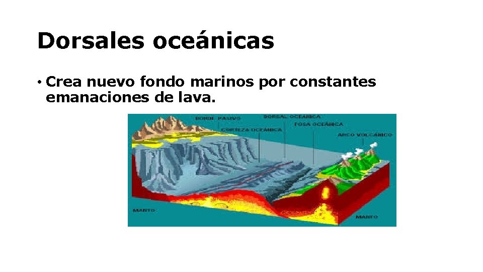 Dorsales oceánicas • Crea nuevo fondo marinos por constantes emanaciones de lava. 