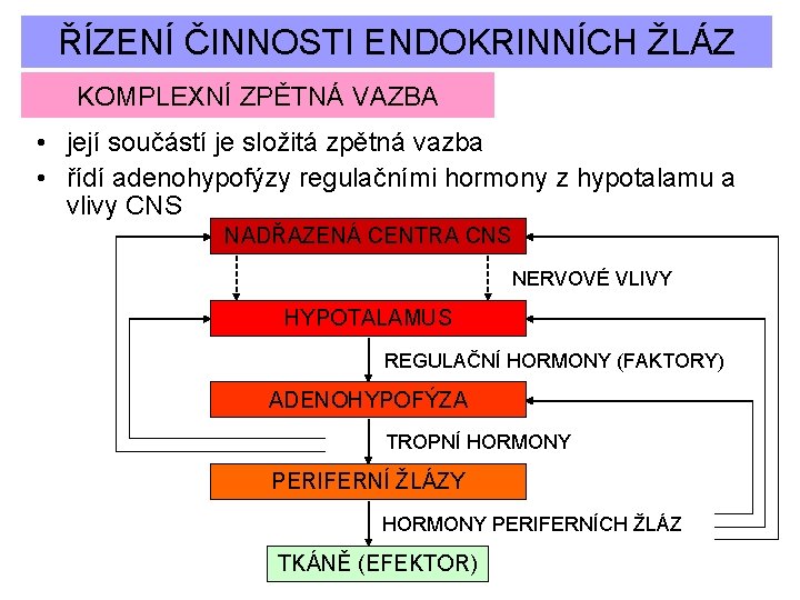 ŘÍZENÍ ČINNOSTI ENDOKRINNÍCH ŽLÁZ KOMPLEXNÍ ZPĚTNÁ VAZBA • její součástí je složitá zpětná vazba