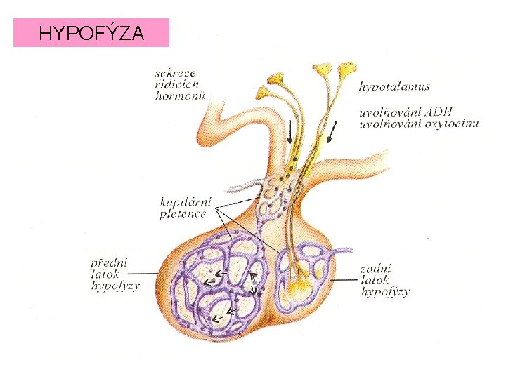 HYPOFÝZA 