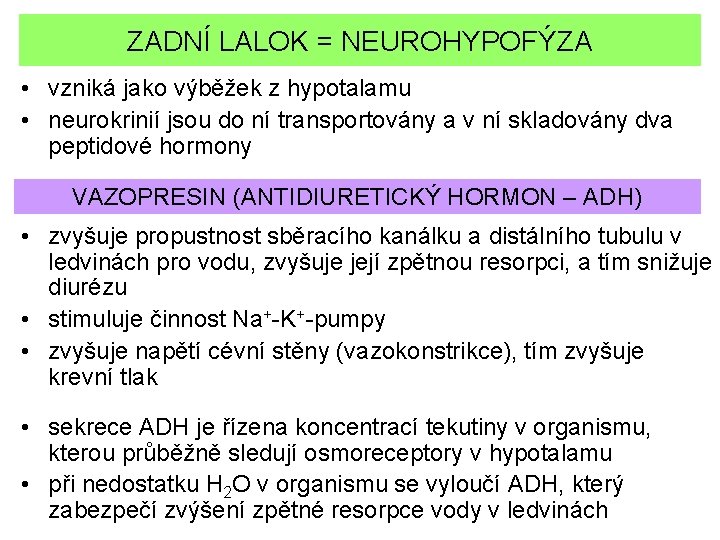 ZADNÍ LALOK = NEUROHYPOFÝZA • vzniká jako výběžek z hypotalamu • neurokrinií jsou do