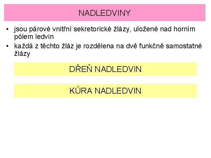 NADLEDVINY • jsou párové vnitřní sekretorické žlázy, uložené nad horním pólem ledvin • každá