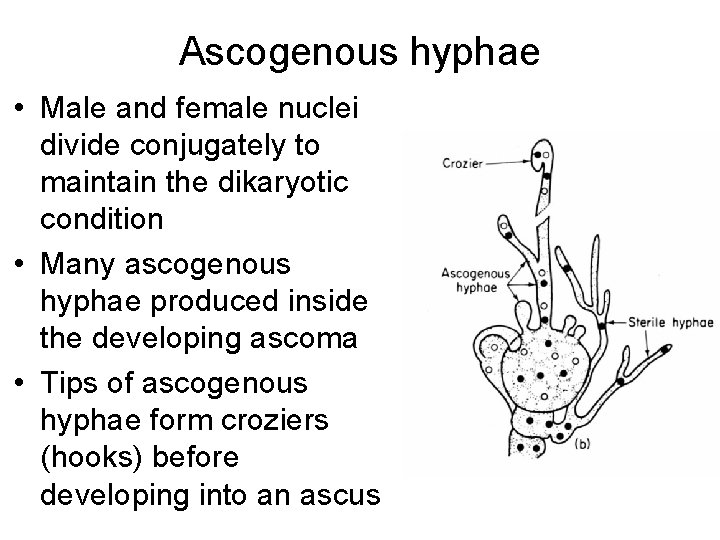 Ascogenous hyphae • Male and female nuclei divide conjugately to maintain the dikaryotic condition