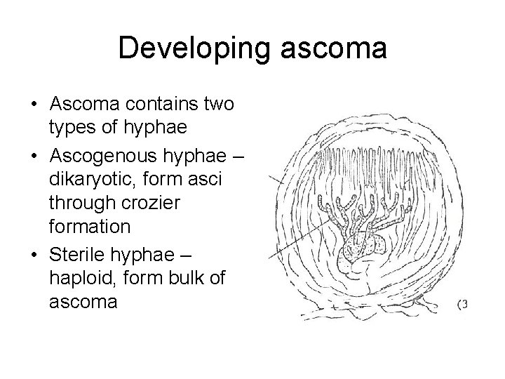 Developing ascoma • Ascoma contains two types of hyphae • Ascogenous hyphae – dikaryotic,