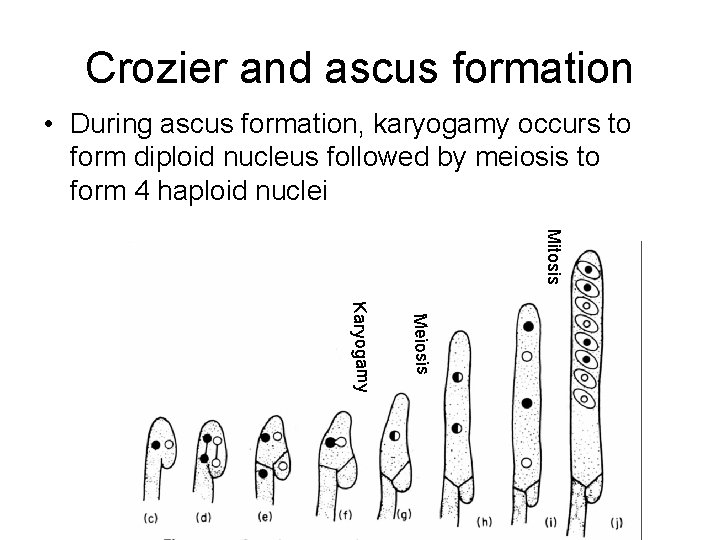 Crozier and ascus formation • During ascus formation, karyogamy occurs to form diploid nucleus