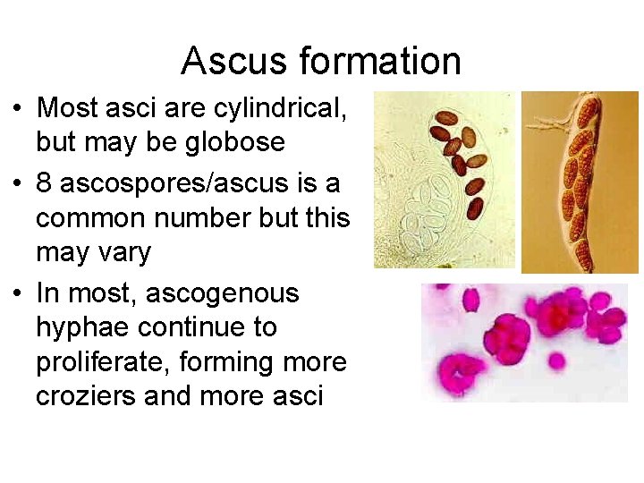 Ascus formation • Most asci are cylindrical, but may be globose • 8 ascospores/ascus