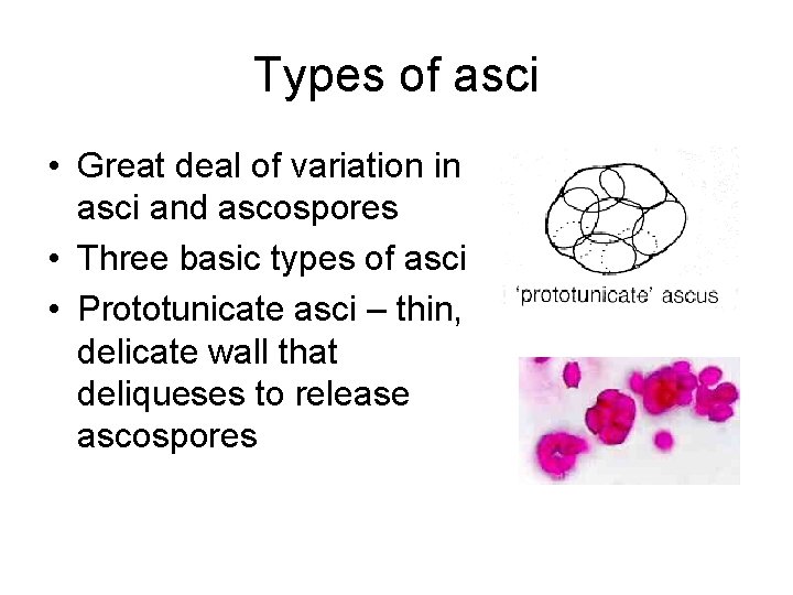Types of asci • Great deal of variation in asci and ascospores • Three