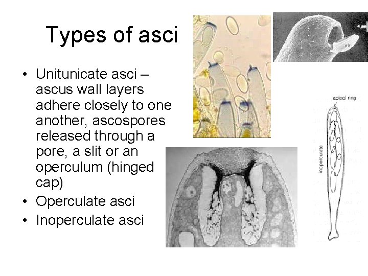 Types of asci • Unitunicate asci – ascus wall layers adhere closely to one