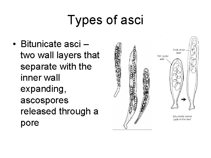 Types of asci • Bitunicate asci – two wall layers that separate with the