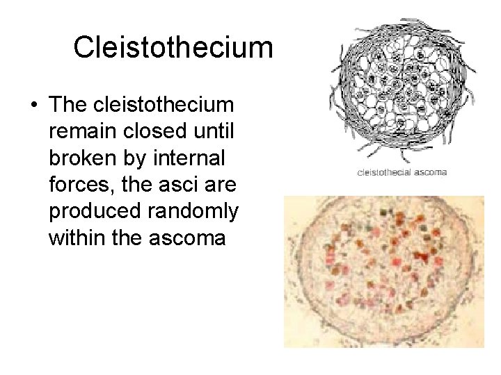 Cleistothecium • The cleistothecium remain closed until broken by internal forces, the asci are
