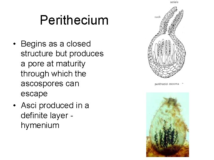 Perithecium • Begins as a closed structure but produces a pore at maturity through
