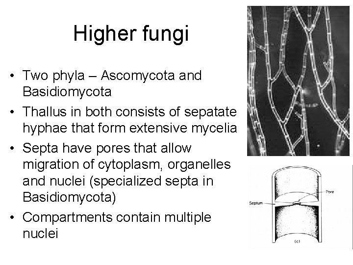 Higher fungi • Two phyla – Ascomycota and Basidiomycota • Thallus in both consists