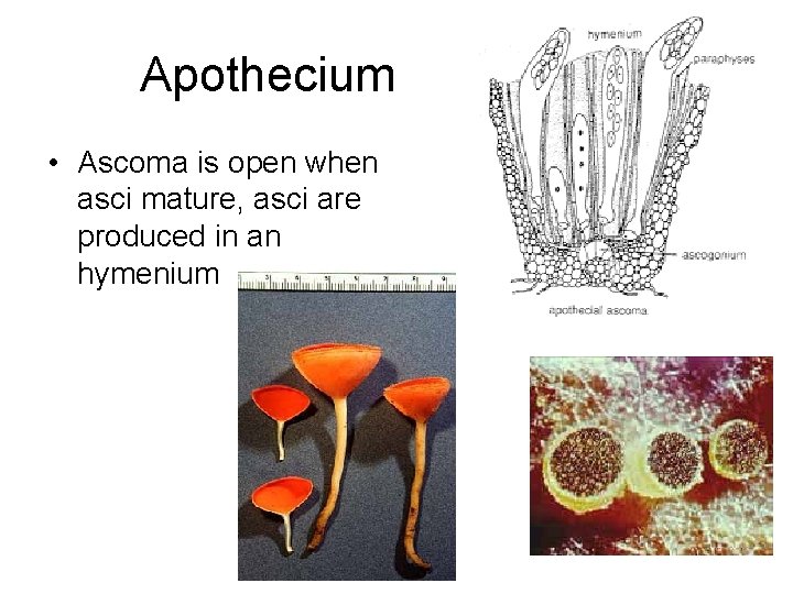 Apothecium • Ascoma is open when asci mature, asci are produced in an hymenium