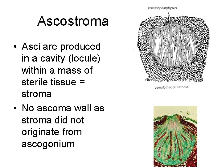 Ascostroma • Asci are produced in a cavity (locule) within a mass of sterile