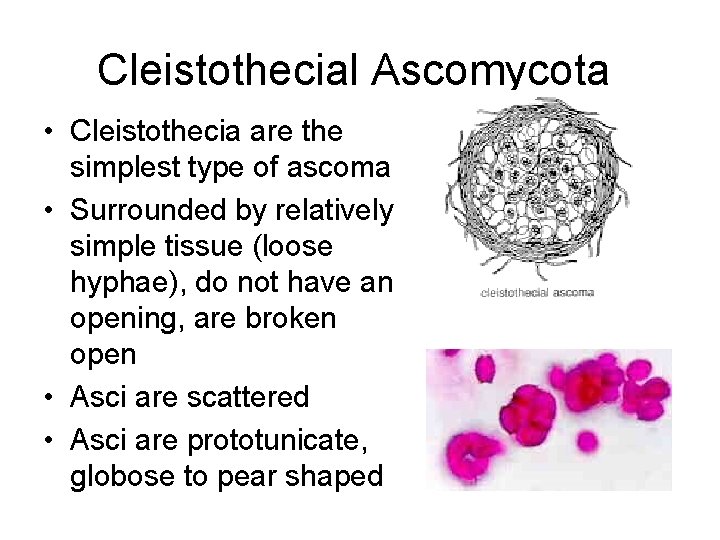 Cleistothecial Ascomycota • Cleistothecia are the simplest type of ascoma • Surrounded by relatively