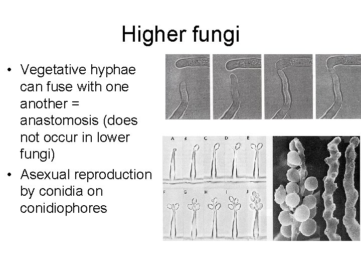 Higher fungi • Vegetative hyphae can fuse with one another = anastomosis (does not