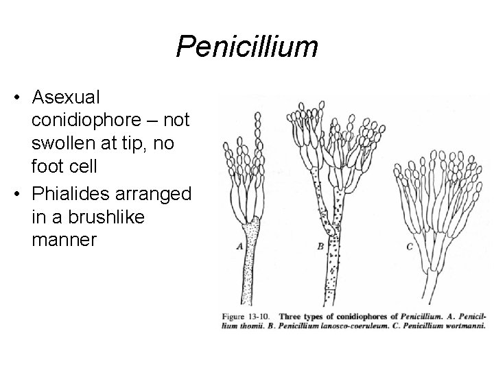 Penicillium • Asexual conidiophore – not swollen at tip, no foot cell • Phialides