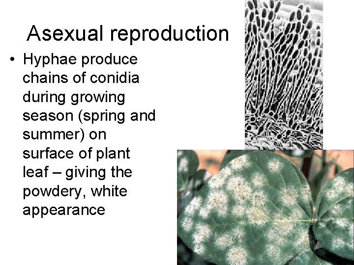 Asexual reproduction • Hyphae produce chains of conidia during growing season (spring and summer)