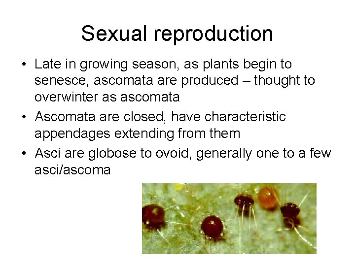 Sexual reproduction • Late in growing season, as plants begin to senesce, ascomata are