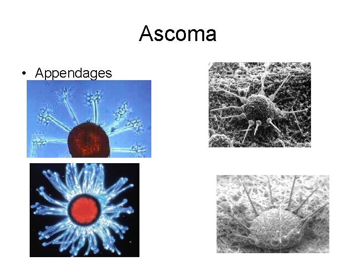 Ascoma • Appendages 