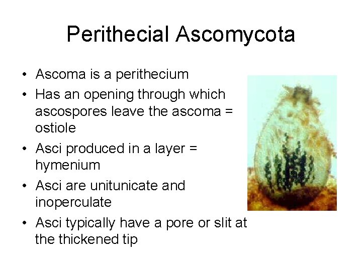 Perithecial Ascomycota • Ascoma is a perithecium • Has an opening through which ascospores