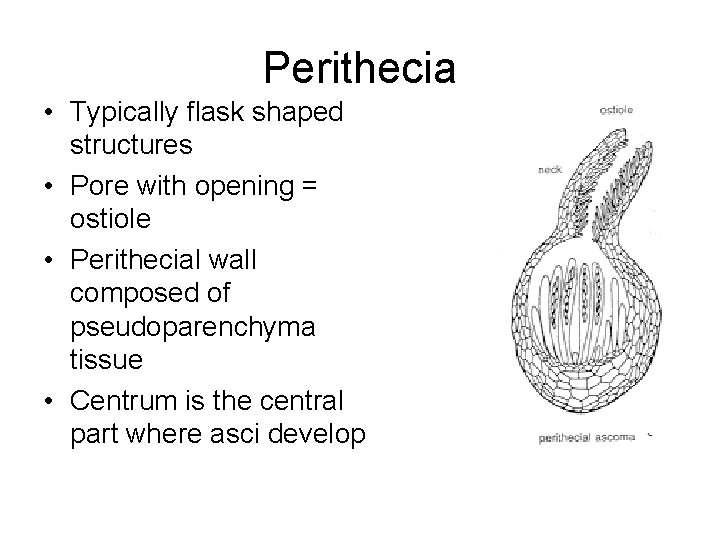 Perithecia • Typically flask shaped structures • Pore with opening = ostiole • Perithecial