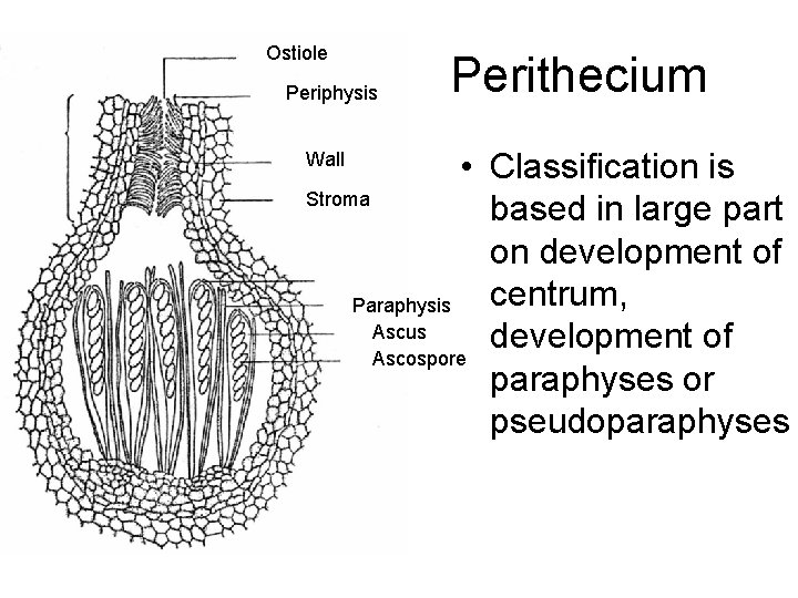 Ostiole Periphysis Perithecium • Classification is Stroma based in large part on development of