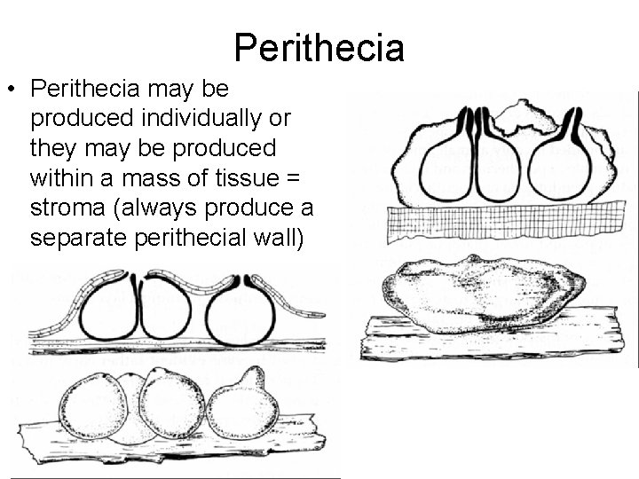 Perithecia • Perithecia may be produced individually or they may be produced within a