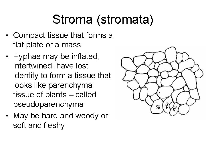 Stroma (stromata) • Compact tissue that forms a flat plate or a mass •