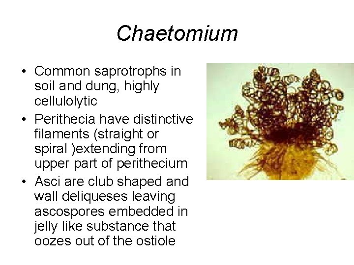 Chaetomium • Common saprotrophs in soil and dung, highly cellulolytic • Perithecia have distinctive
