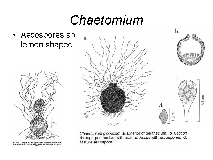 Chaetomium • Ascospores are lemon shaped 