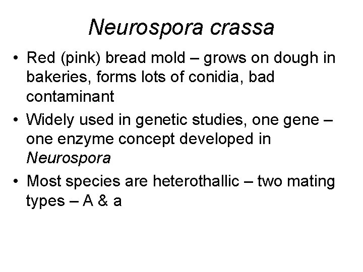 Neurospora crassa • Red (pink) bread mold – grows on dough in bakeries, forms