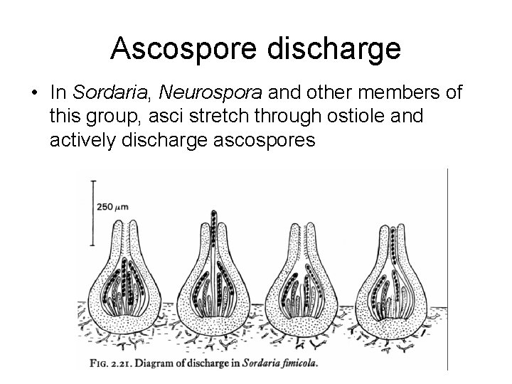 Ascospore discharge • In Sordaria, Neurospora and other members of this group, asci stretch