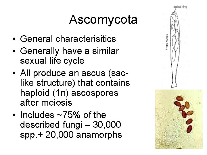 Ascomycota • General characterisitics • Generally have a similar sexual life cycle • All