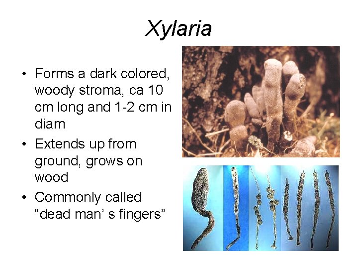 Xylaria • Forms a dark colored, woody stroma, ca 10 cm long and 1