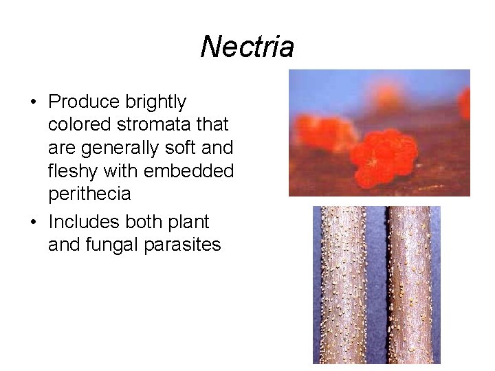 Nectria • Produce brightly colored stromata that are generally soft and fleshy with embedded