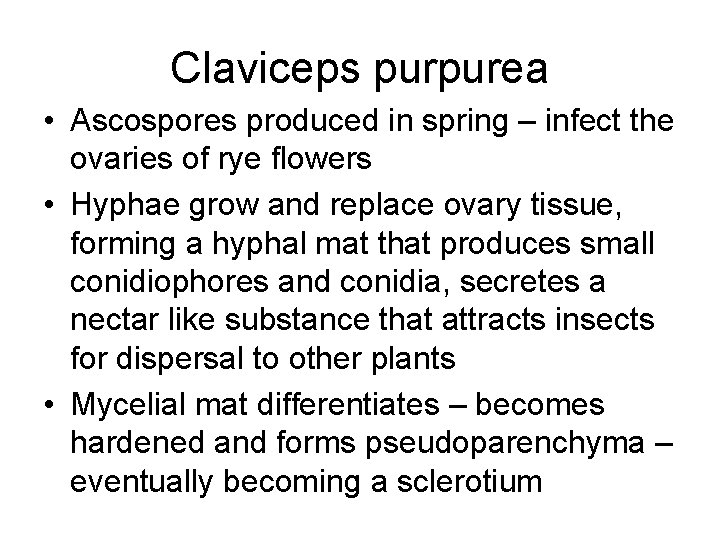 Claviceps purpurea • Ascospores produced in spring – infect the ovaries of rye flowers