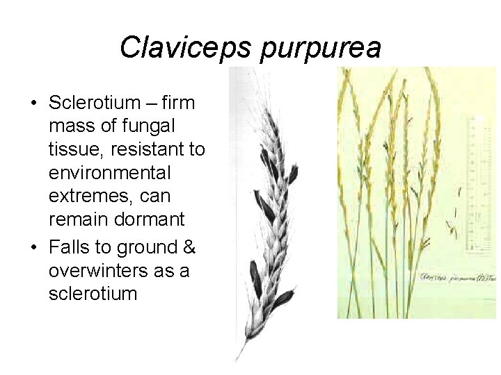 Claviceps purpurea • Sclerotium – firm mass of fungal tissue, resistant to environmental extremes,