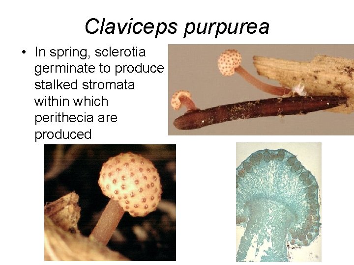 Claviceps purpurea • In spring, sclerotia germinate to produce stalked stromata within which perithecia